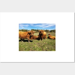 Scottish Highland Cattle Bulls 2392 Posters and Art